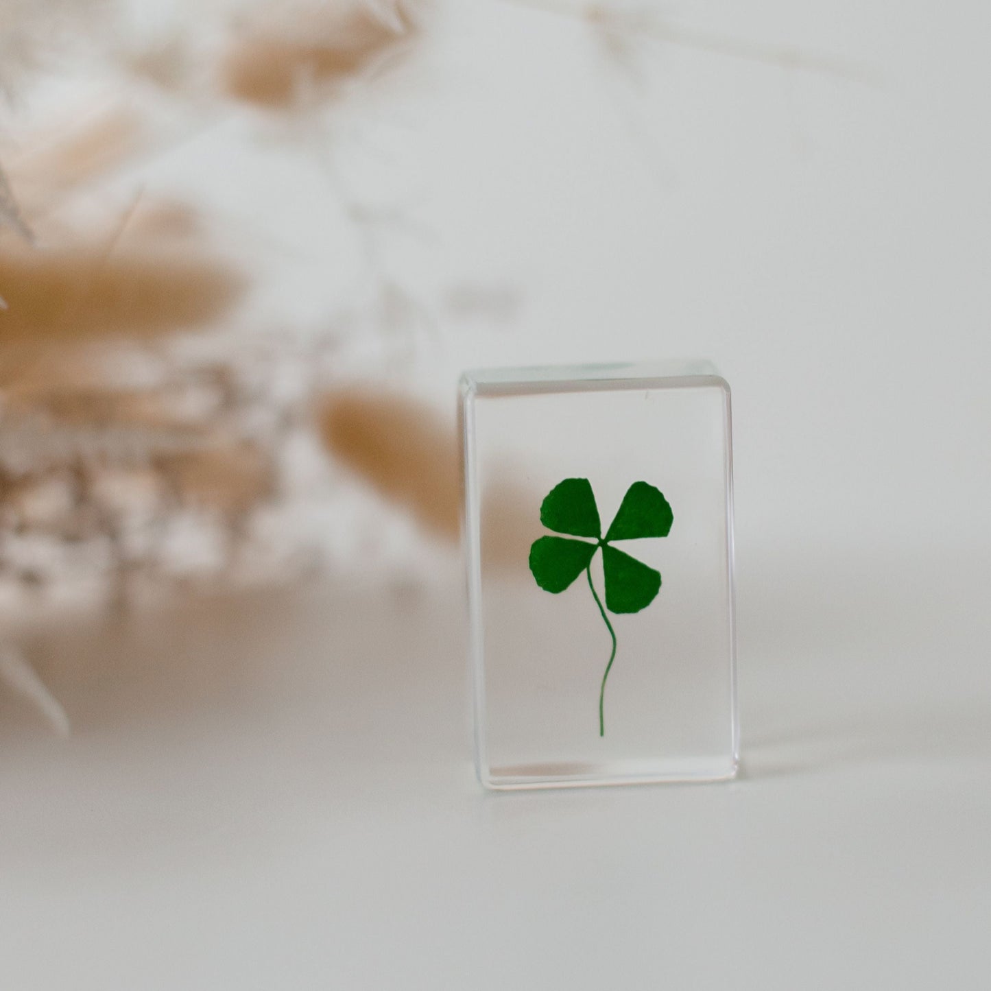 Four Leaf Clover Specimen