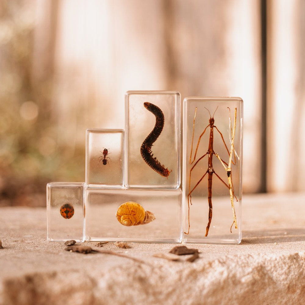Garden Bug Specimen Set