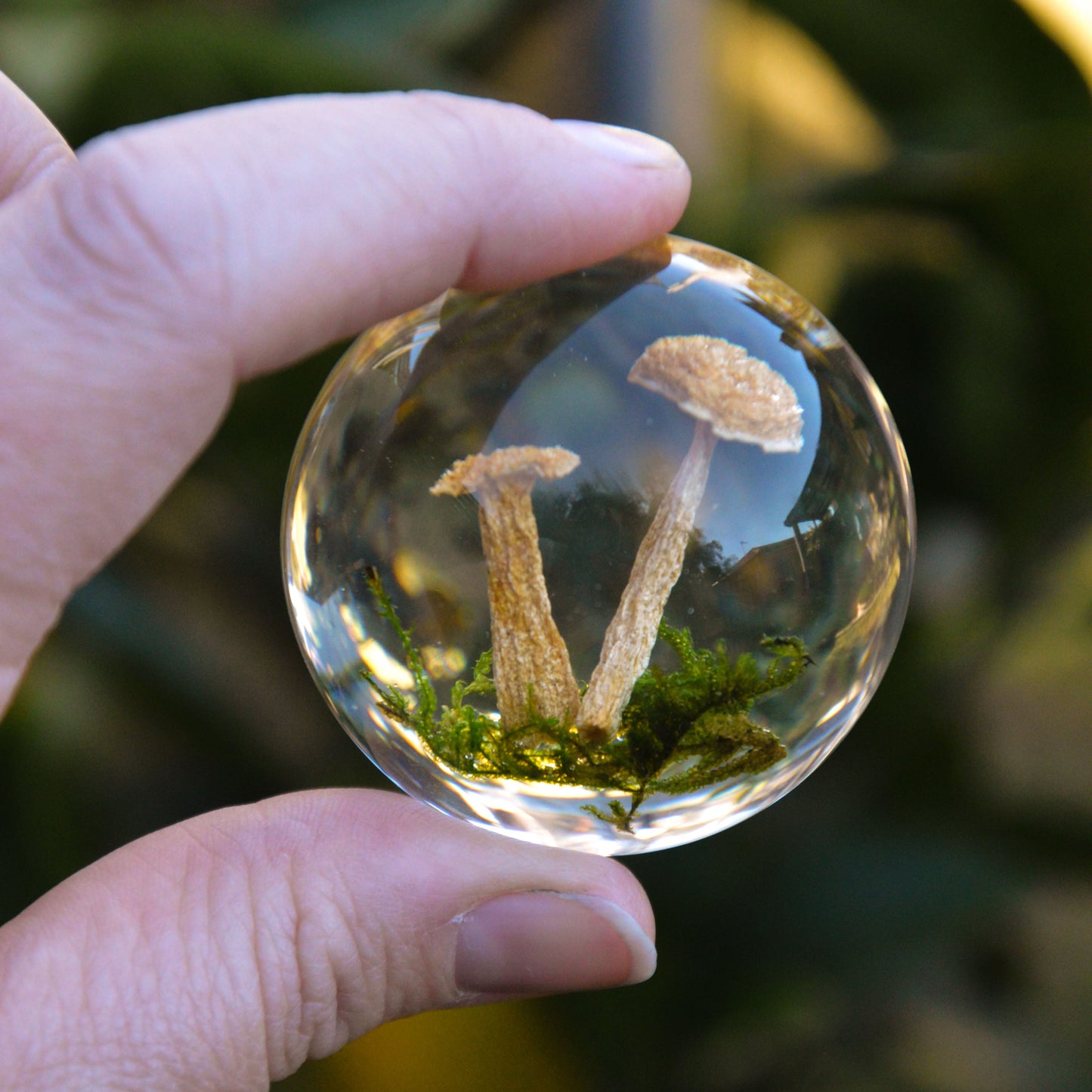 Mushroom and Moss Specimen Dome