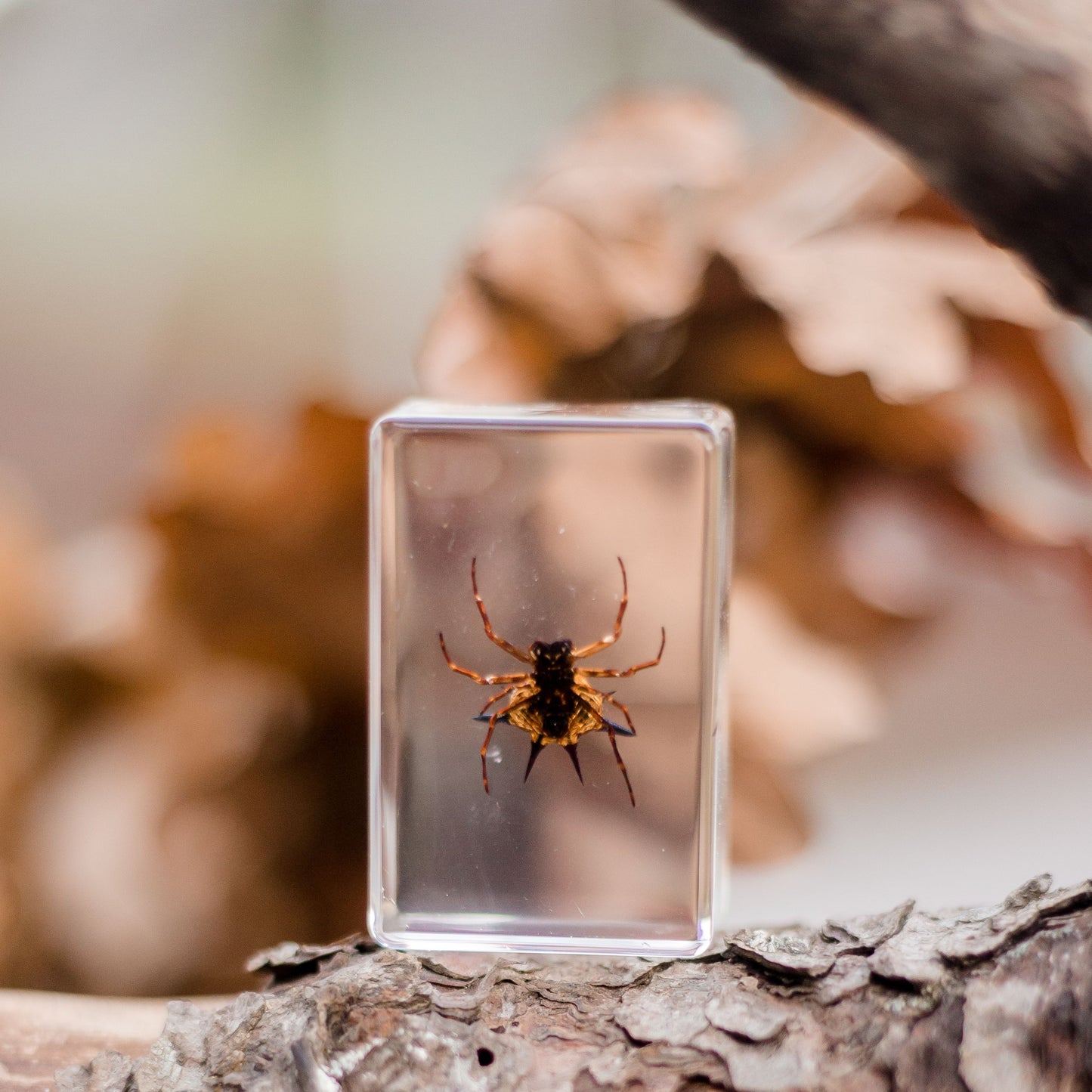 Spiny Spider Specimen