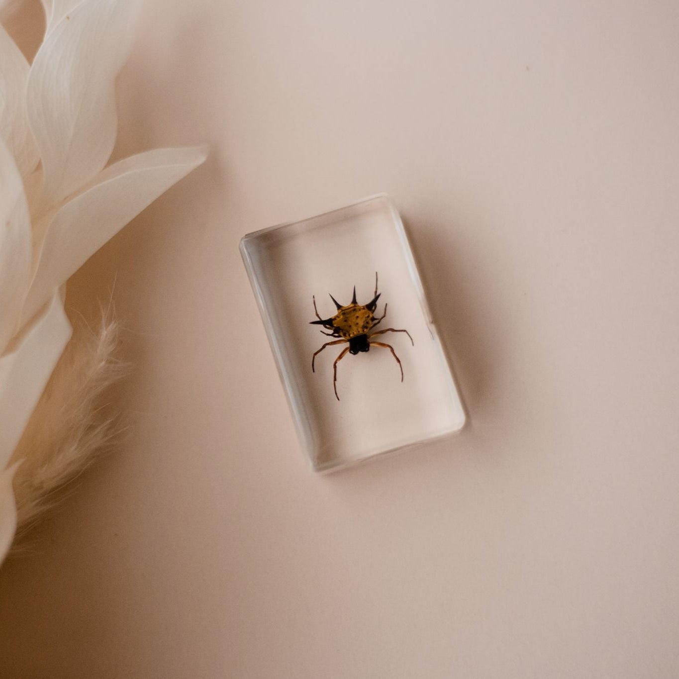 Spiny Spider Specimen