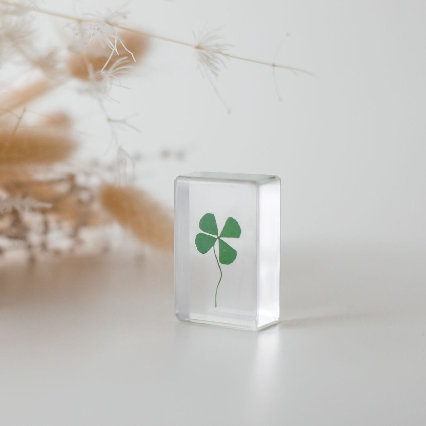 Four Leaf Clover Specimen