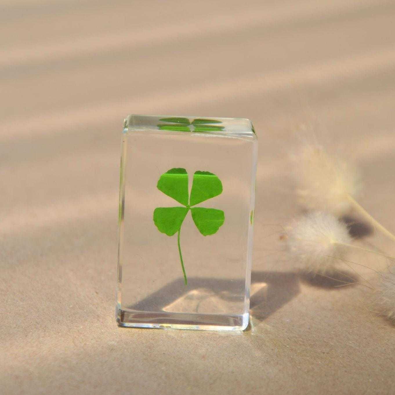Four Leaf Clover Specimen