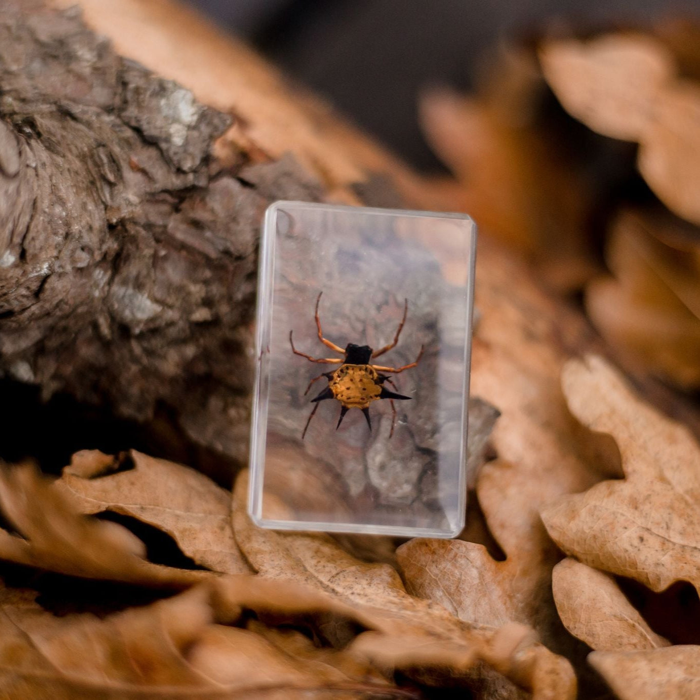 Spiny Spider Specimen