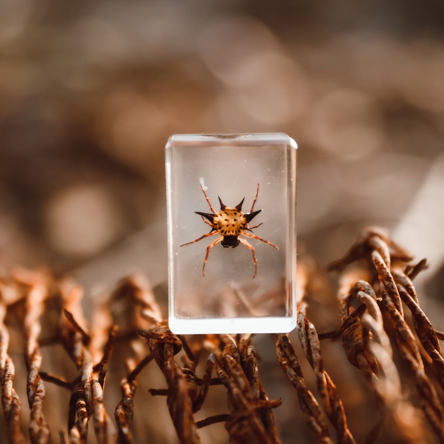 Spiny Spider Specimen