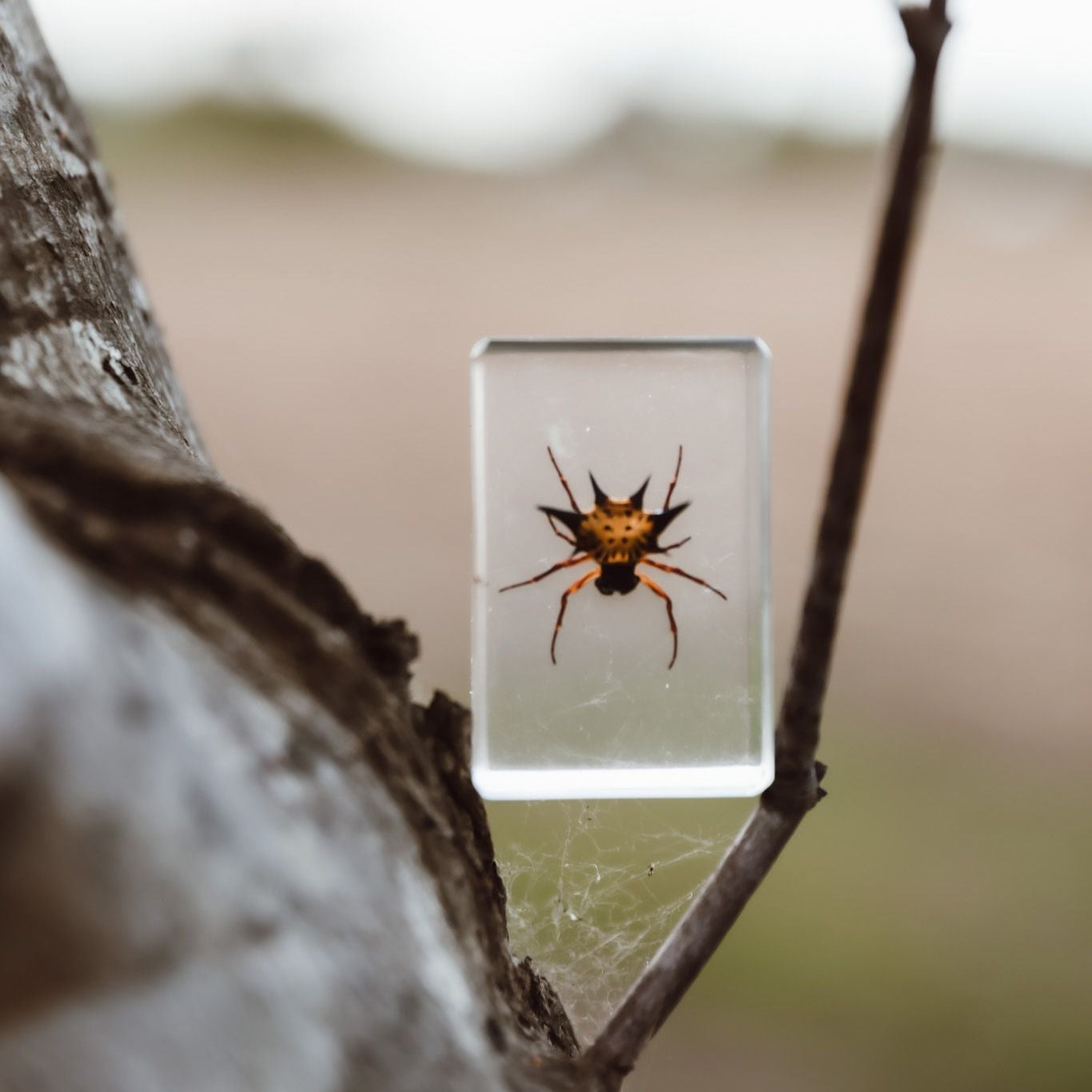 Spiny Spider Specimen