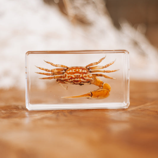 Fiddler Crab Specimen