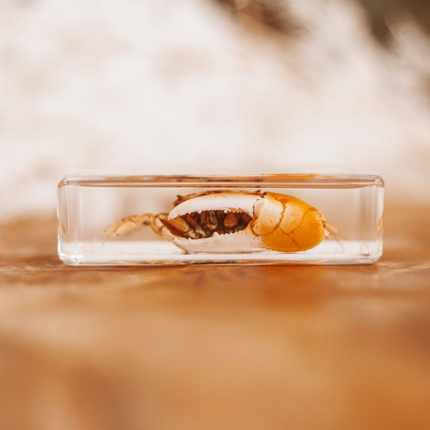 Fiddler Crab Specimen