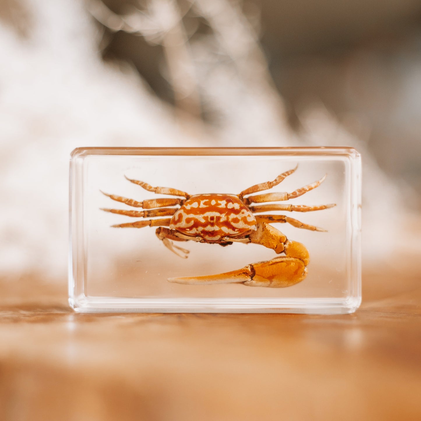 Fiddler Crab Specimen