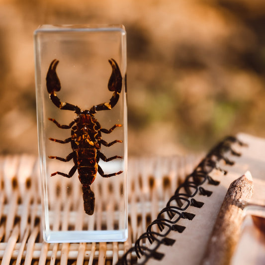 Black Scorpion Specimen