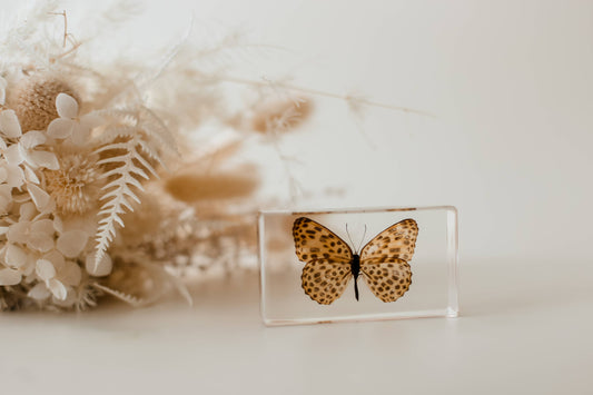 Leopard Butterfly Specimen