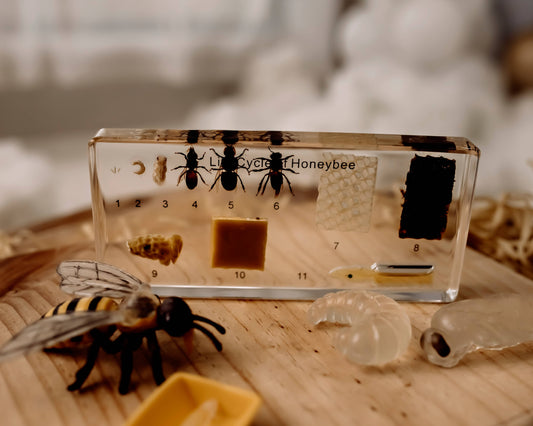 Honeybee Lifecycle Specimen Block