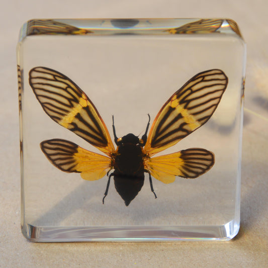 Yellow Winged Cicada Specimen