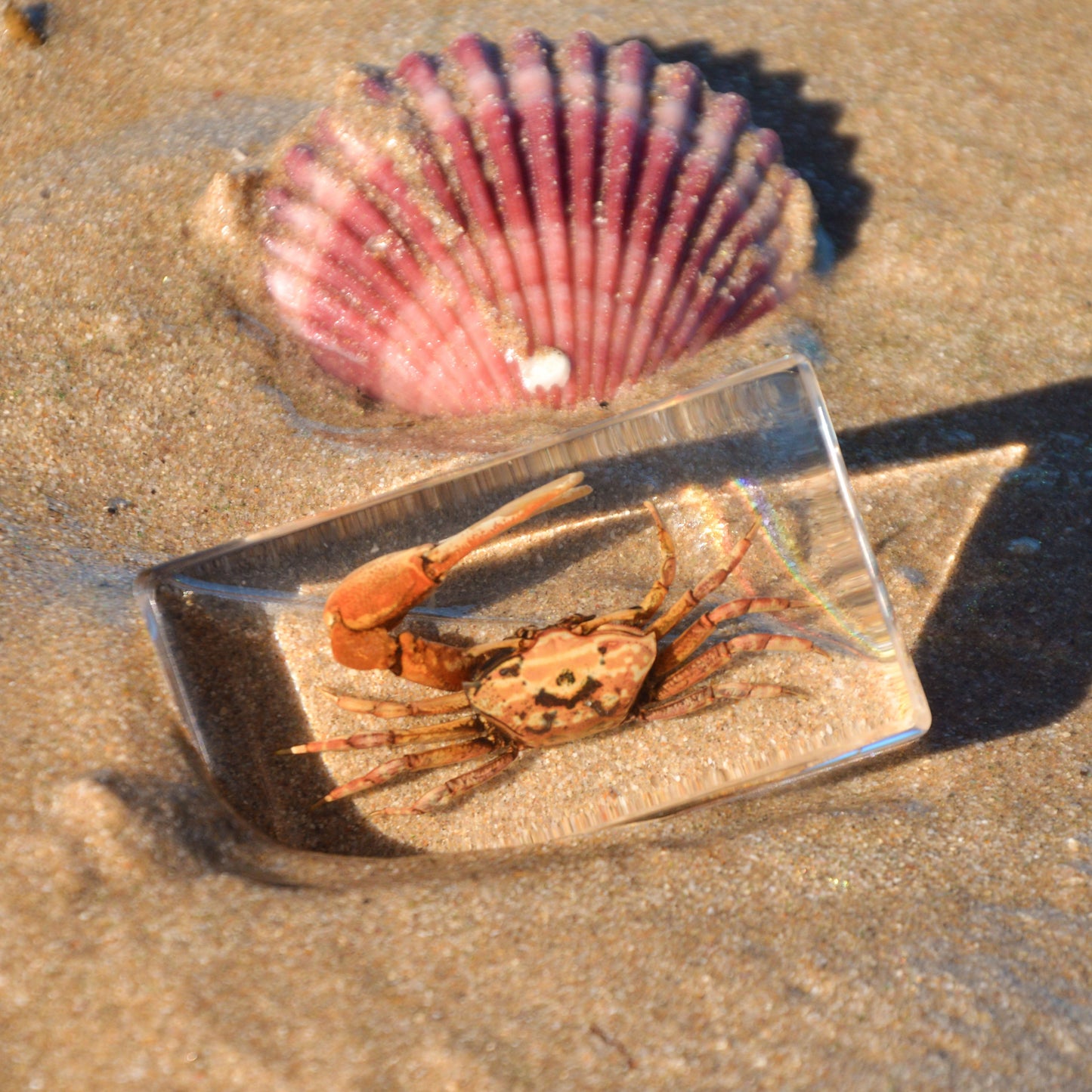 Fiddler Crab Specimen