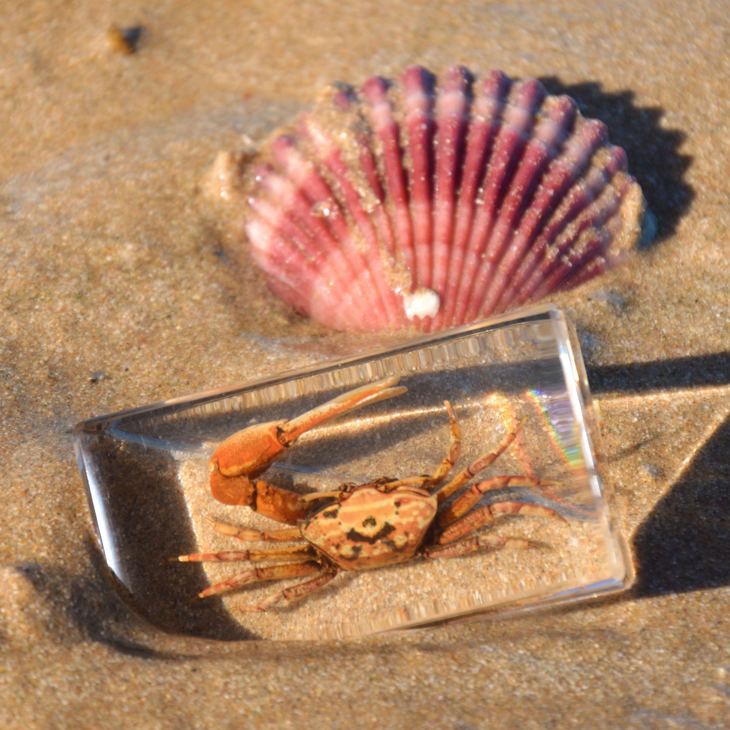 Fiddler Crab Specimen