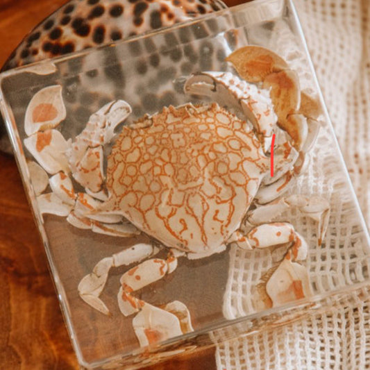 Flower Moon Crab Specimen