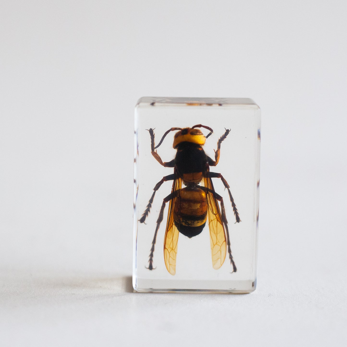 Wasp Specimen
