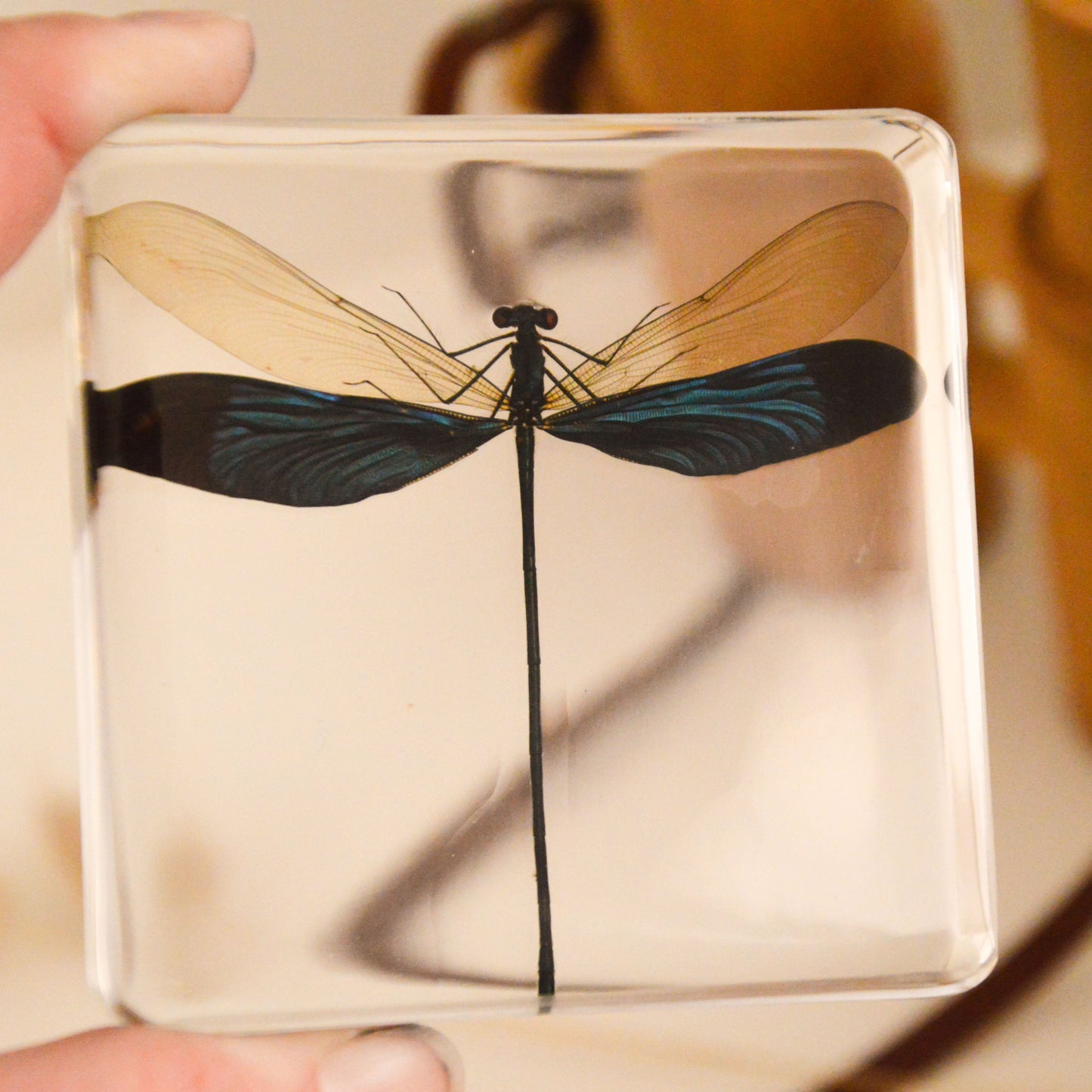 Blue Damselfly Specimen
