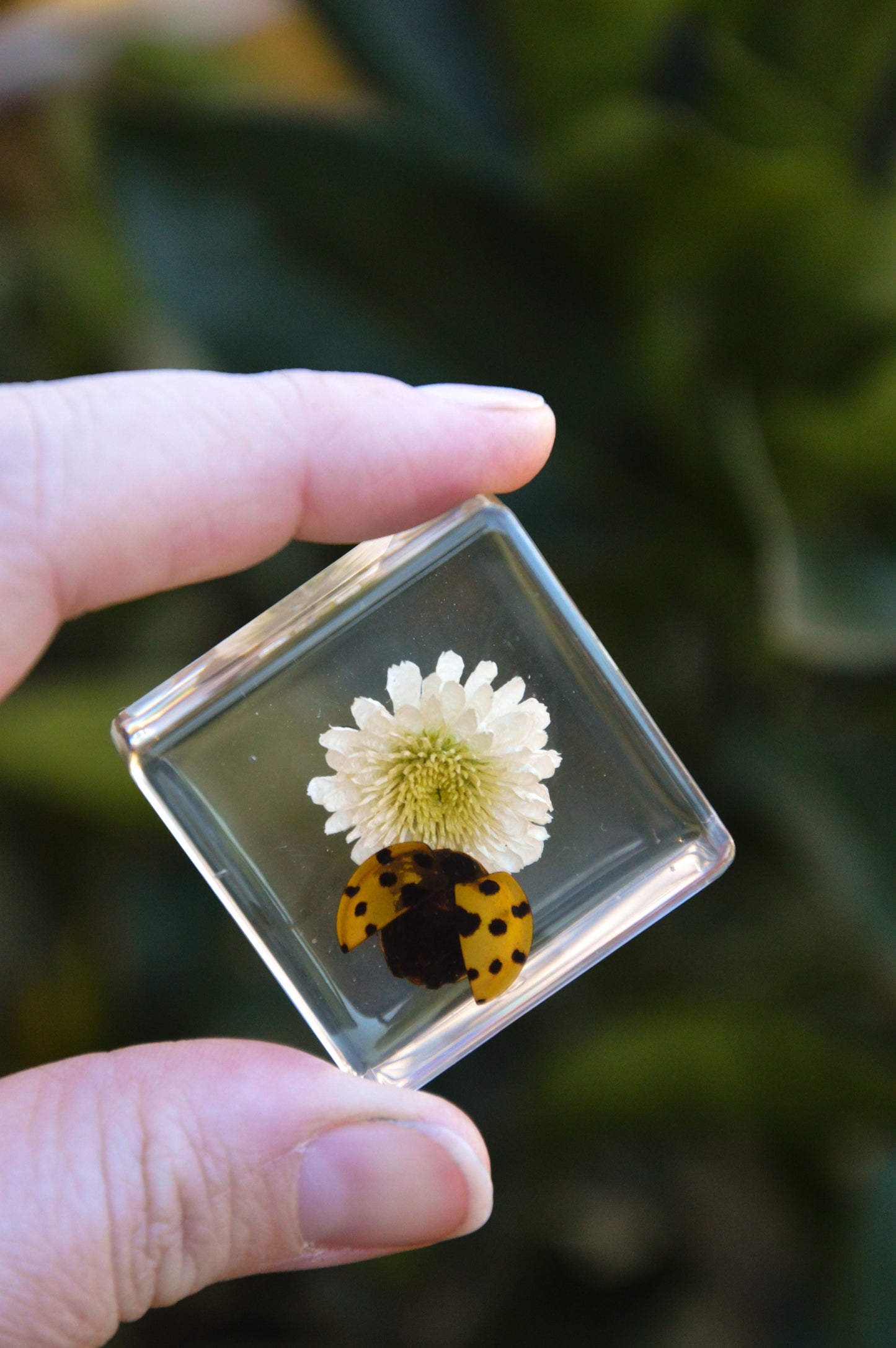 Ladybird and Flower Specimen