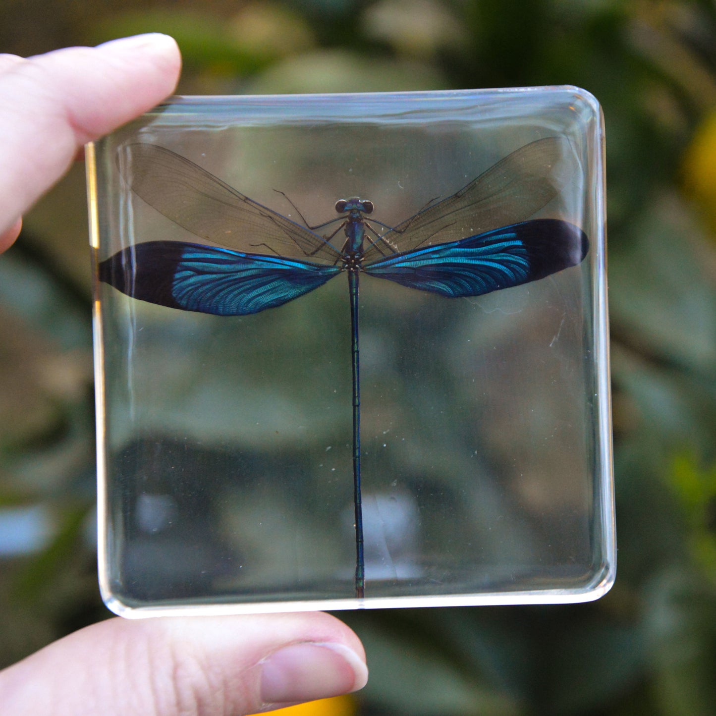 Blue Damselfly Specimen