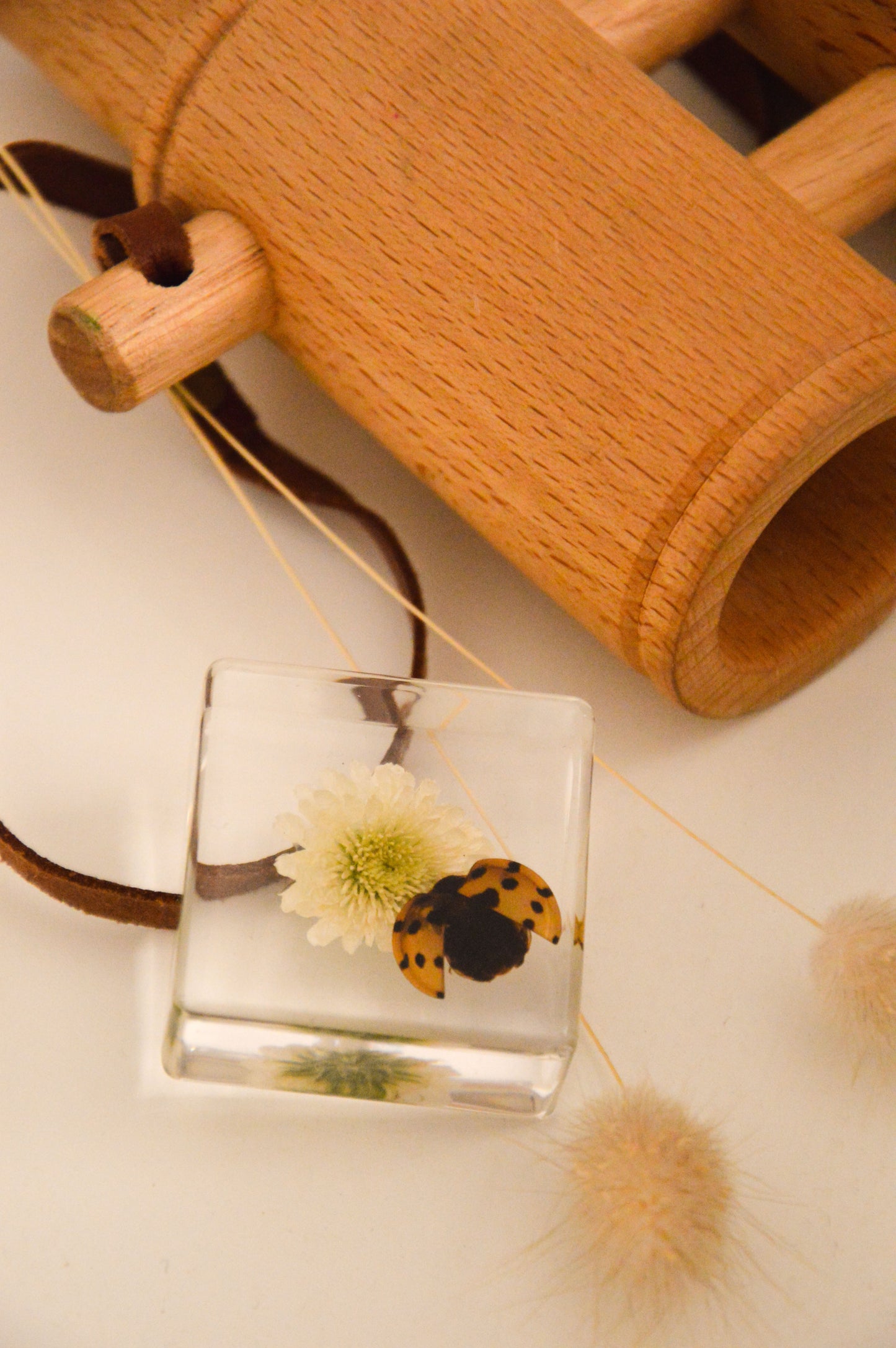 Ladybird and Flower Specimen