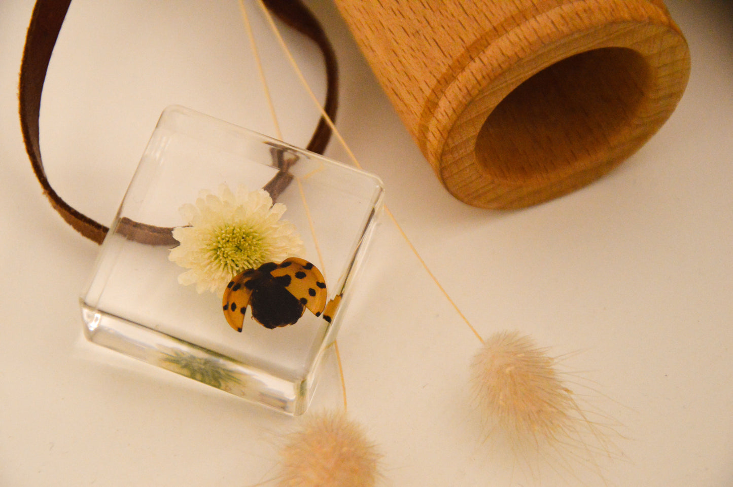Ladybird and Flower Specimen