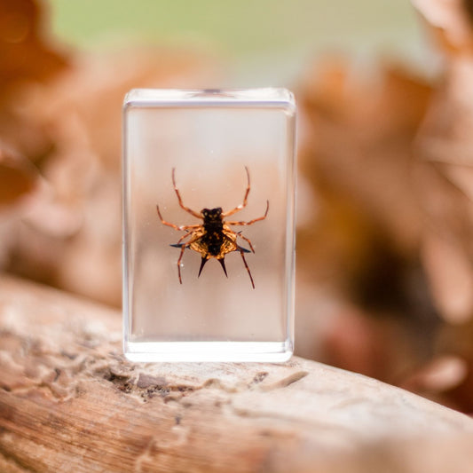 Spiny Spider Specimen