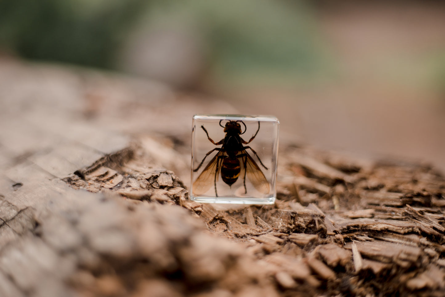Wasp Specimen