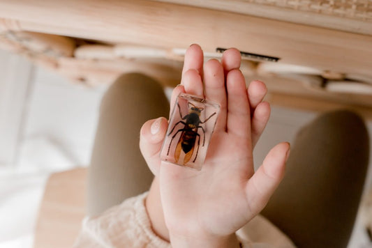 Wasp Specimen