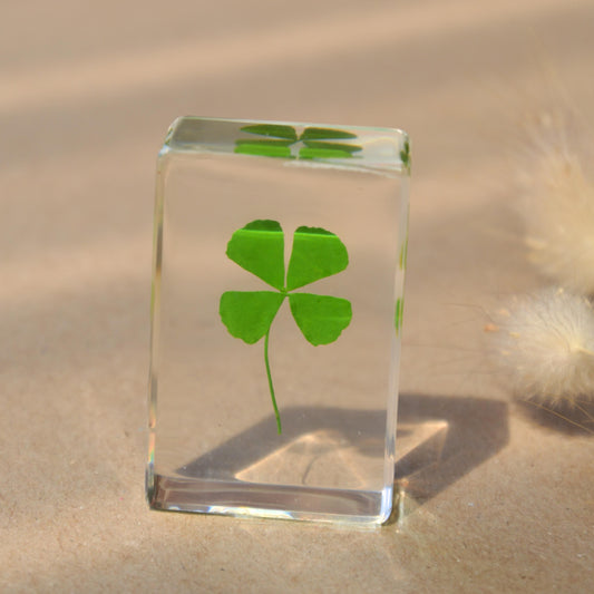 Four Leaf Clover Specimen