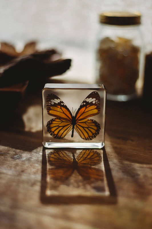 Common Tiger Butterfly Specimen