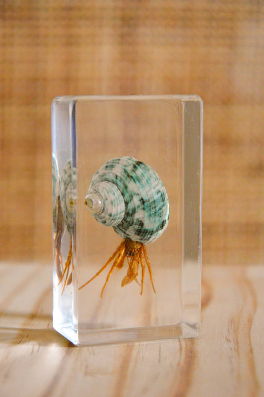 Hermit Crab Specimen