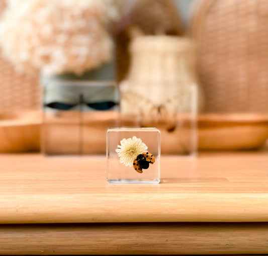 Ladybird and Flower Specimen