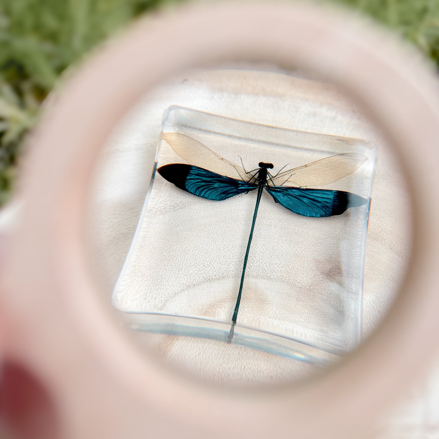 Blue Damselfly Specimen