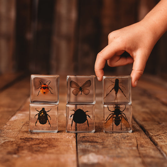 Investigative Insects Specimen Set