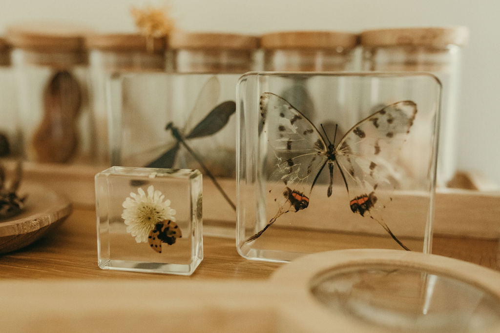 Ladybird and Flower Specimen